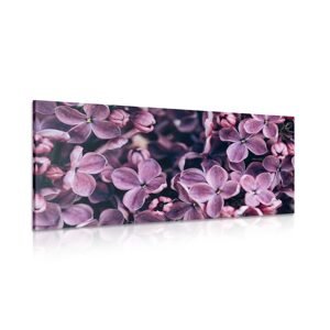 Obraz fialové kvety orgovánu