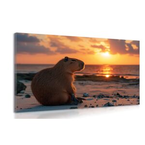Obraz kapybara pri západe slnka