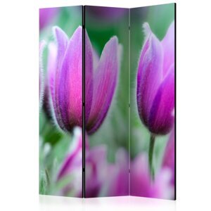 Paraván Purple spring tulips Dekorhome 135x172 cm (3-dielny),Paraván Purple spring tulips Dekorhome 135x172 cm (3-dielny)